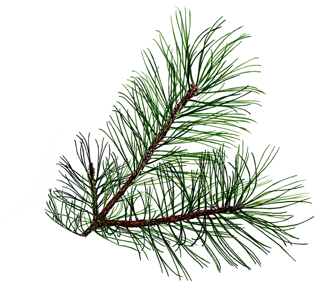 Pine Branch image - vector clip art online