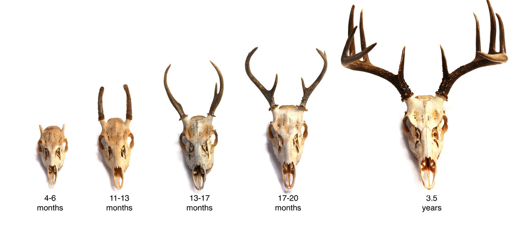 Facts about Deer, Elk, Moose, and Caribou (Cervidae ...