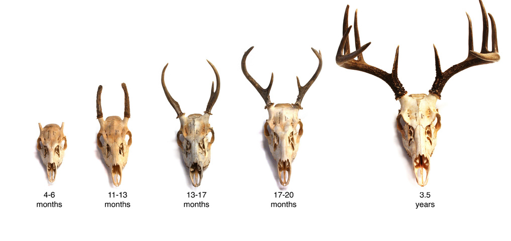 Facts About Deer Elk Moose And Caribou Cervidae ClipArt Best 