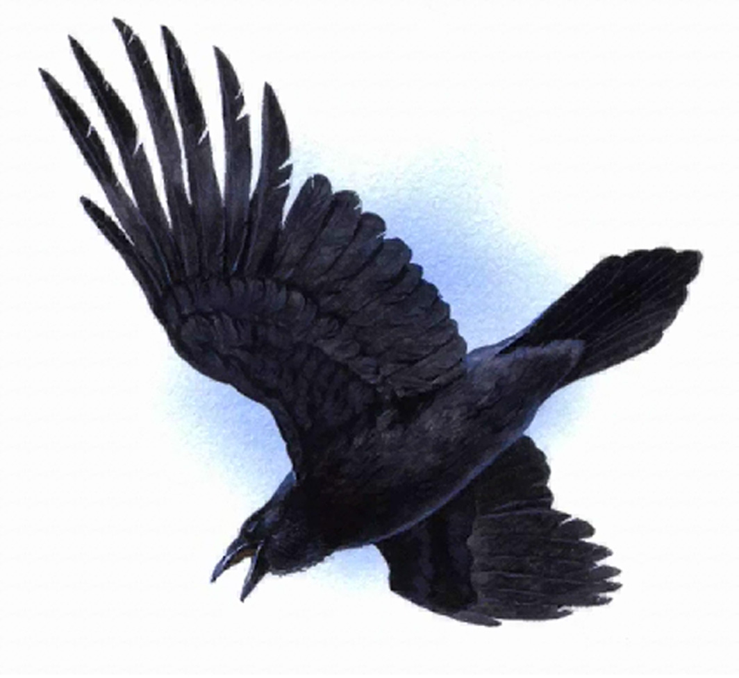 Raven clipart - Free Clipart Images