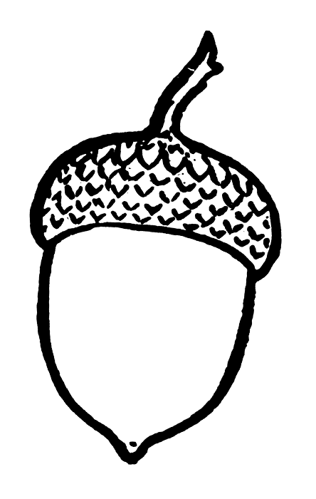 free black and white acorn clip art - photo #1