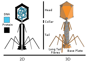 Bacteriophage - Wikipedia