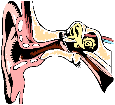 Ear diagram clip art