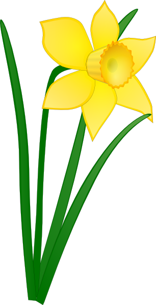Daffodil clip art - vector clip art online, royalty free & public ...
