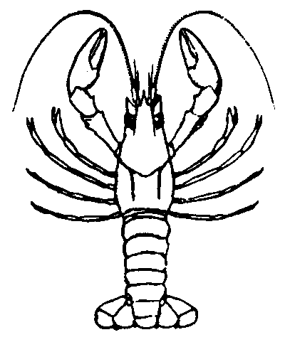 Crawfish Drawing - ClipArt Best