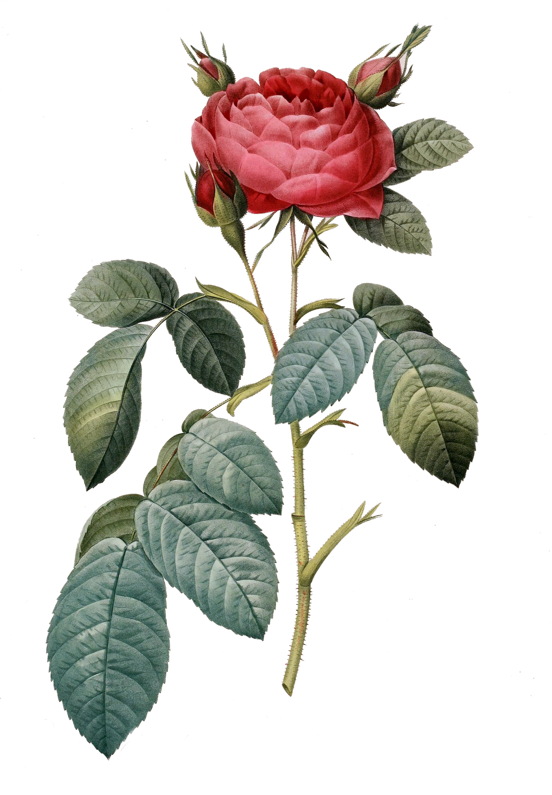 Tangle's Treasures: Gorgeous vintage Rose Clipart freebie