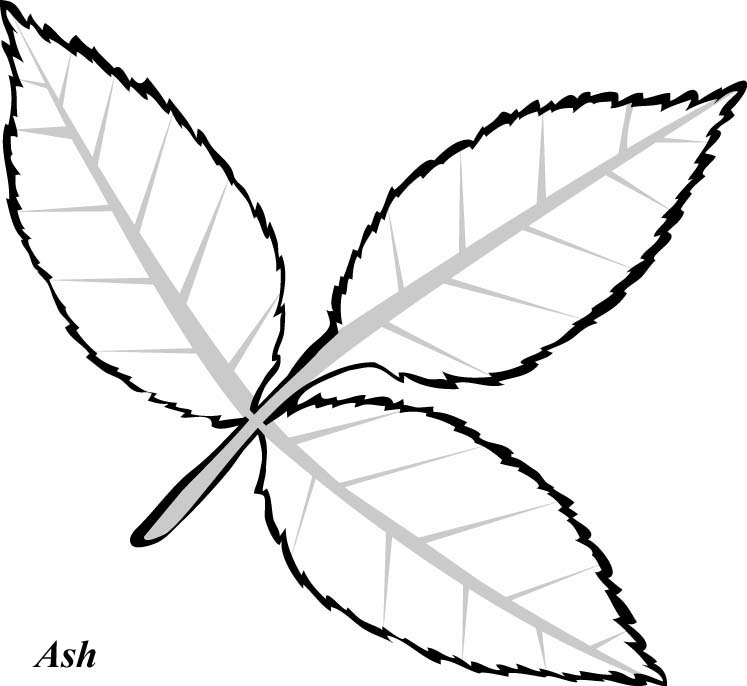 Line Drawings Of Leaves - ClipArt Best