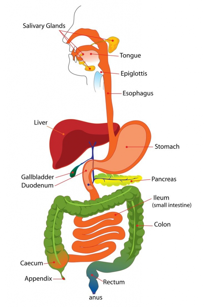Digestive System Labeled - Human Body Diagram