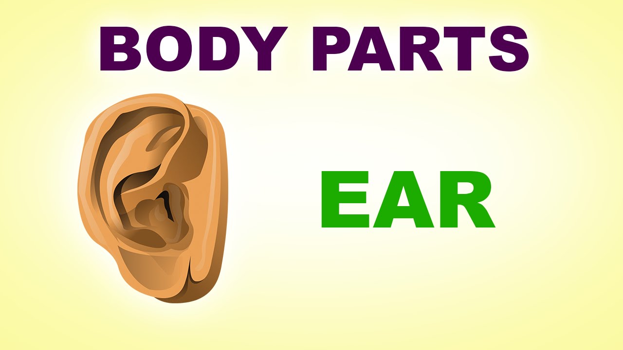 Ears - Human Body Parts - Pre School Know Your Body - Animated ...