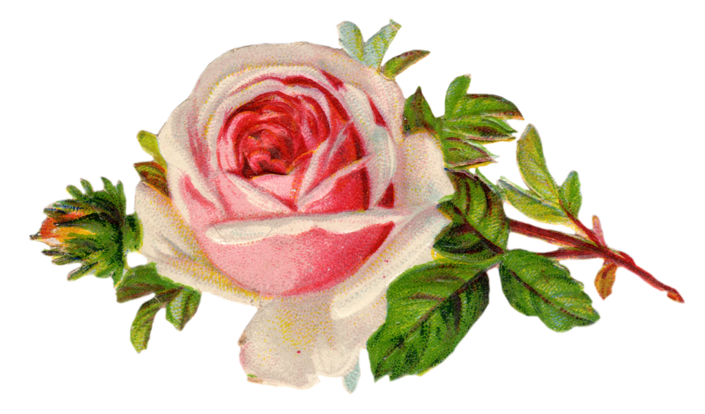 Pink Tea Rose Clip Art – Clipart Free Download