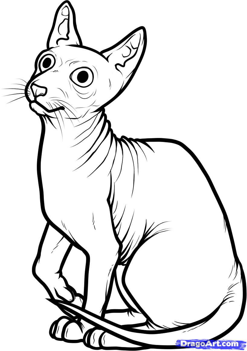 How to Draw a Sphynx Cat, Step by Step, Pets, Animals, FREE Online ...