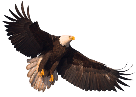 Download PNG image: Eagle PNG image with transparency, free download