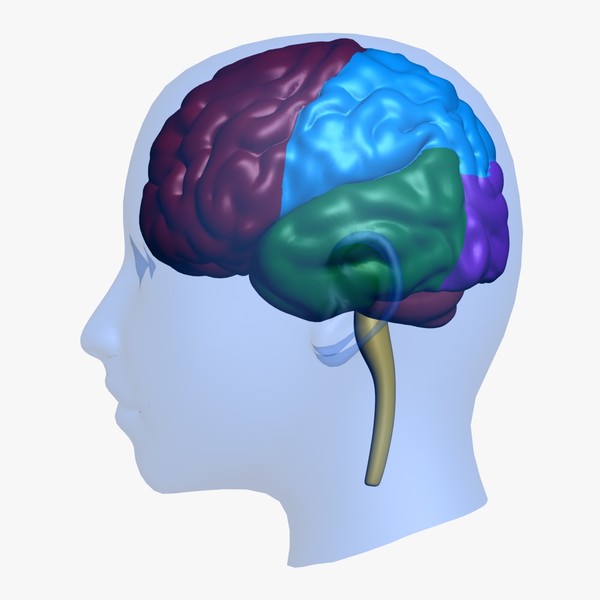 970 views brain head education 3d max