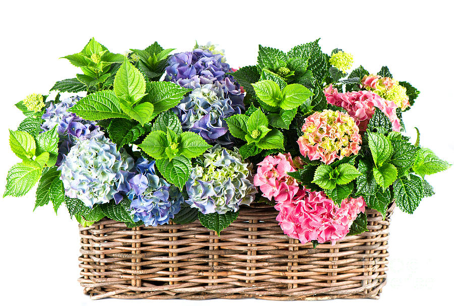 clipart flower basket - photo #48