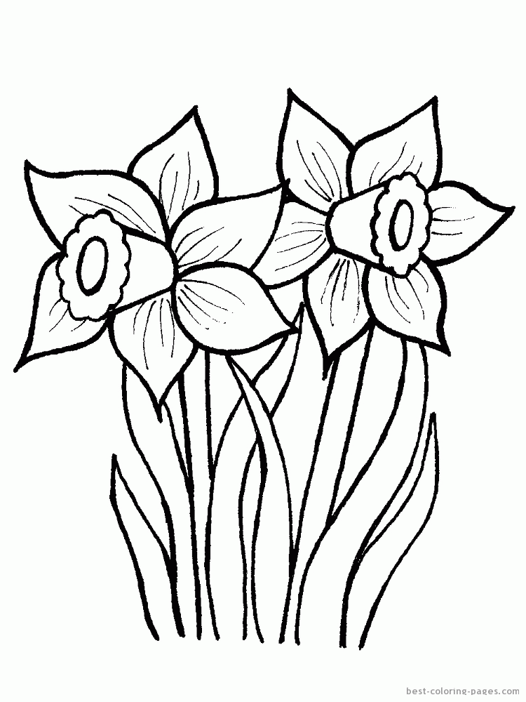 Daffodil Coloring Pages - AZ Coloring Pages