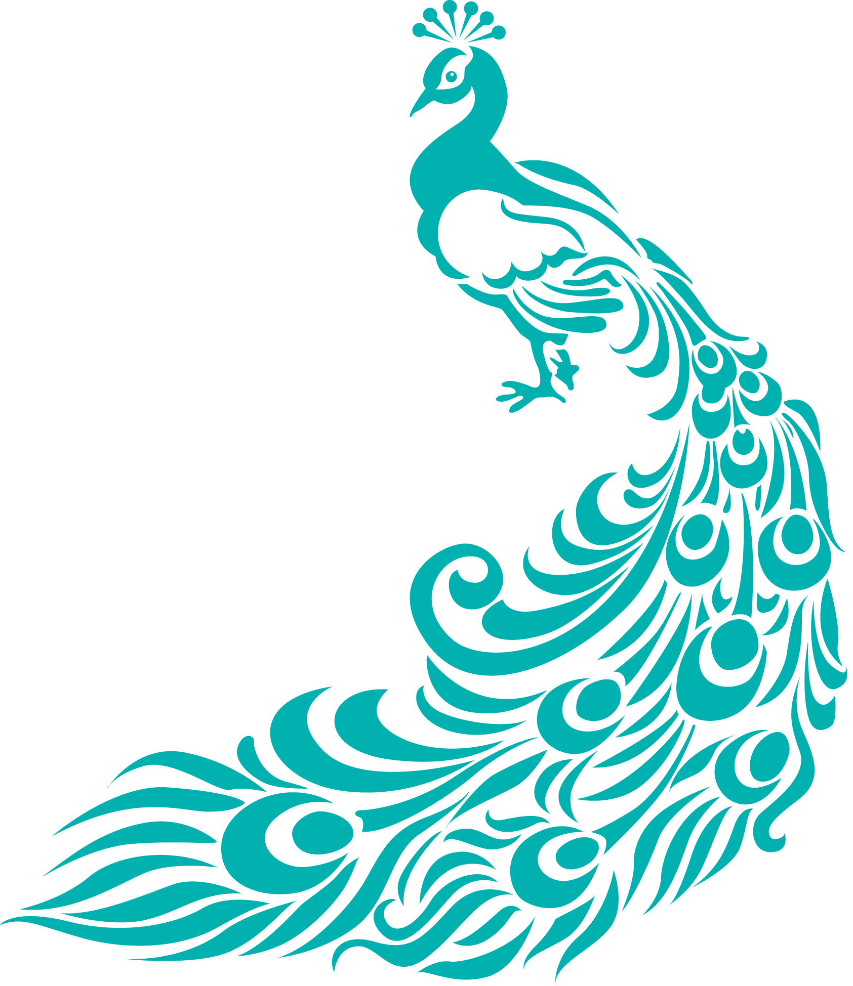 Peacock Vector Free Download