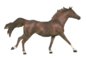 Animated Horse - ClipArt Best