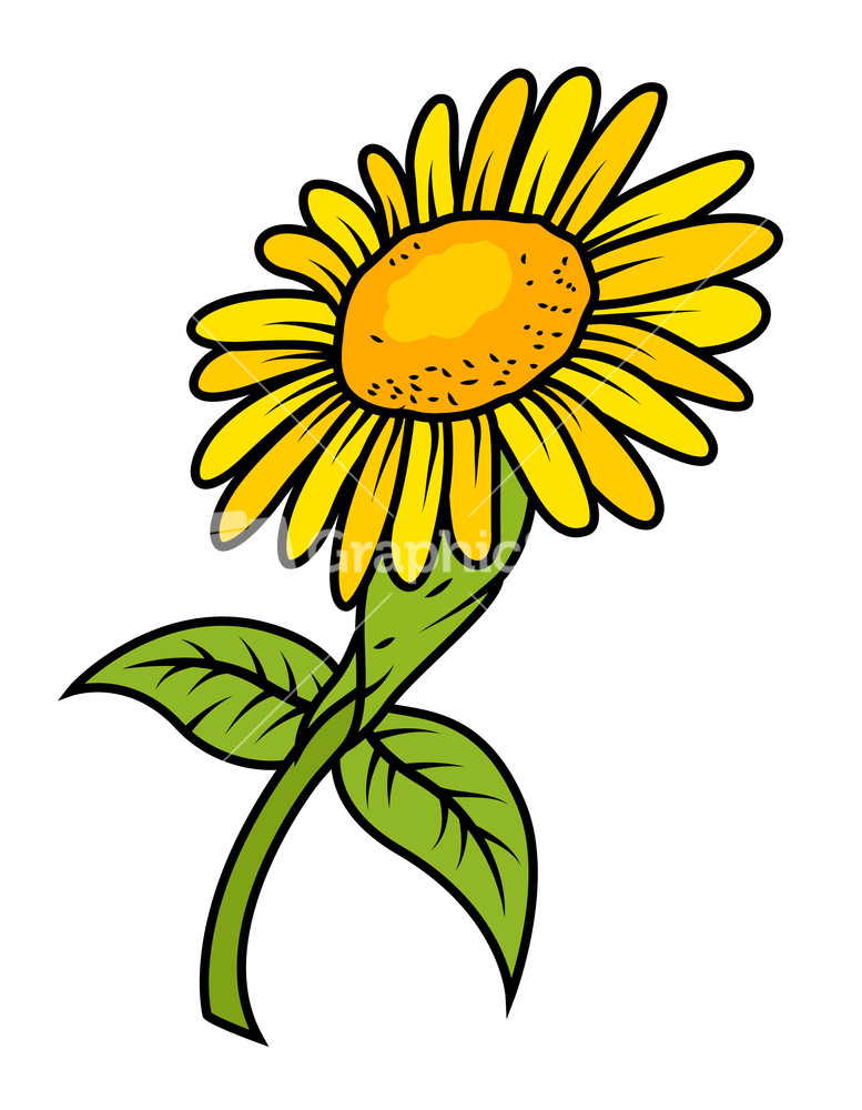 Sunflower Vector