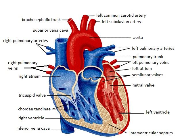 Human Internal Body Parts - Anatomy Chart Body