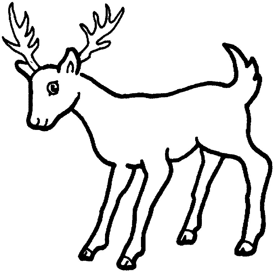 Coloring Pages Draw A Deer - Drawing inspiration