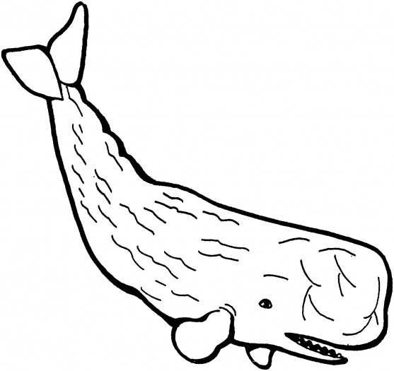 Sperm Whale 3 - Free Clipart Images