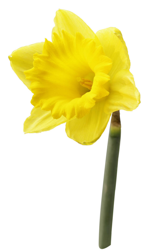 yellow daffodil clip art - photo #14
