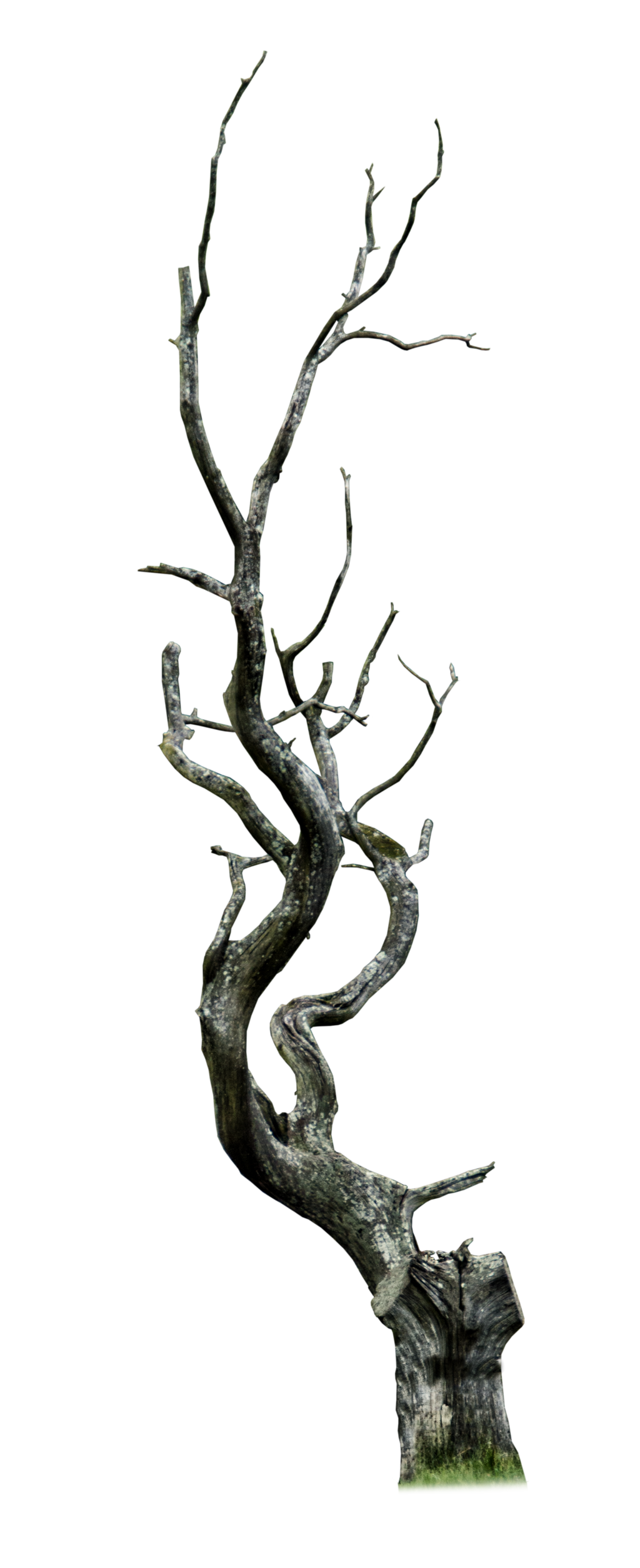 Dead Tree PNG.. by AledJonesStockNArt on DeviantArt