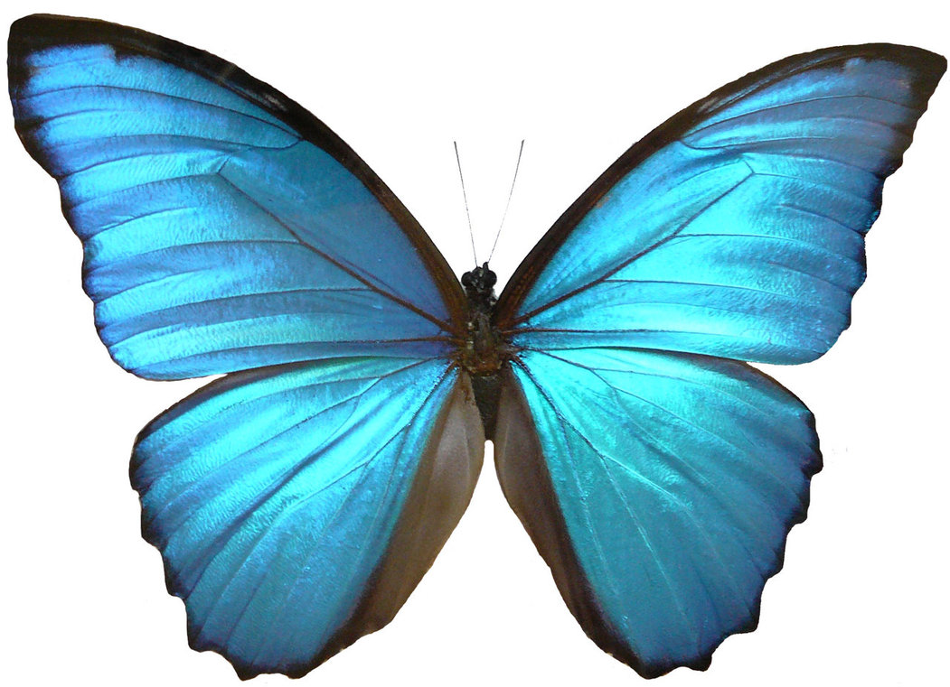 Butterfly wings clipart