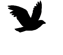 Image - Silhouette bird flight.gif | Guardians of Ga'Hoole Wiki ...