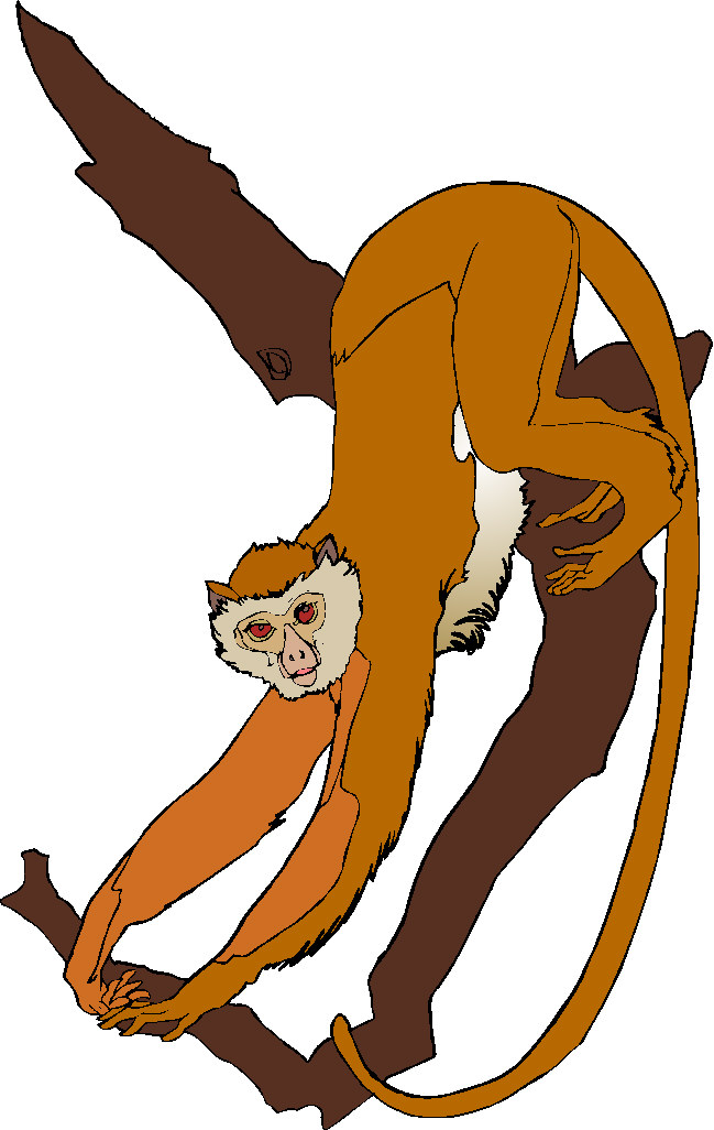 free animated monkey clip art - photo #32