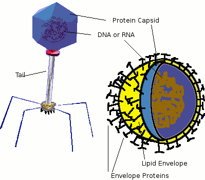 Simple Animal Cell Diagram
