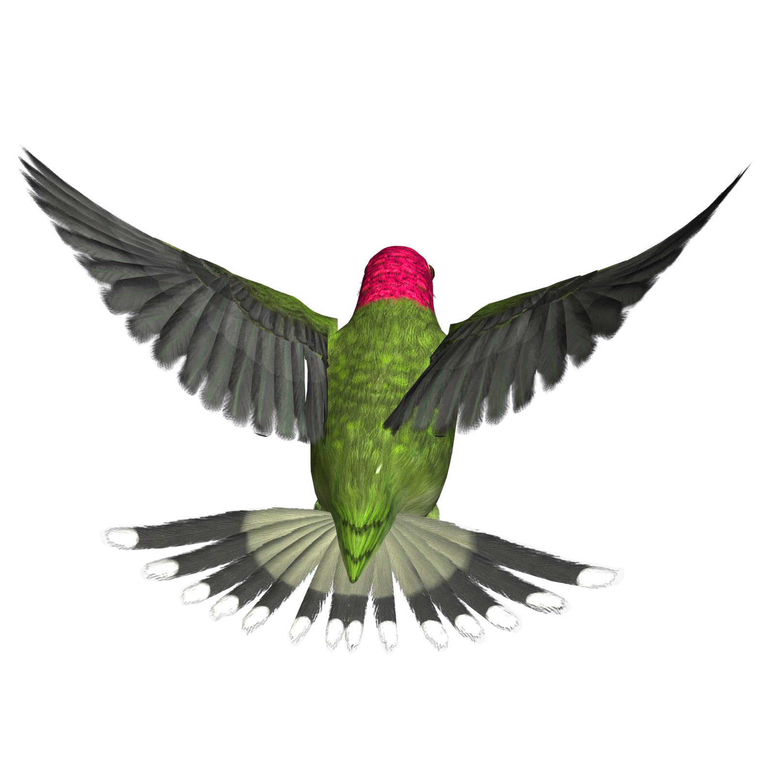 Free High Resolution graphics and clip art: bird png graphics