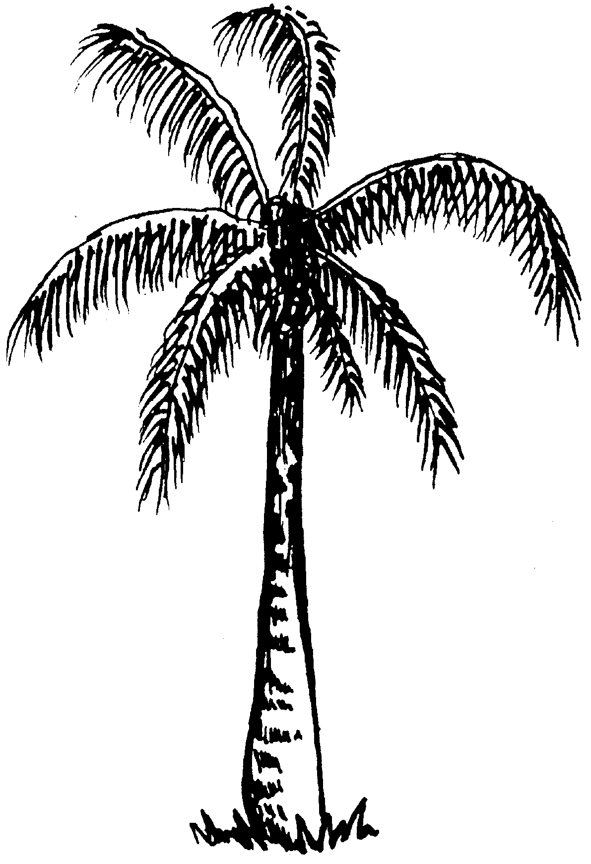 Black and white palm tree clip art