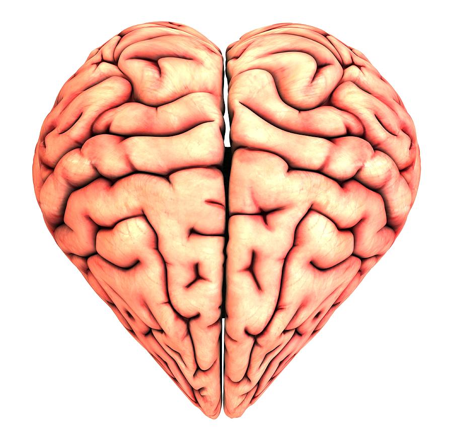 free clipart heart brain - photo #12