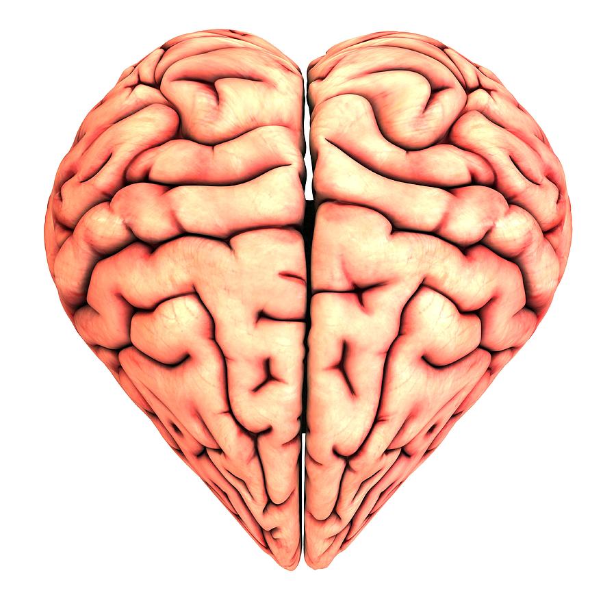 Heart-shaped Brain, Conceptual Artwork Photograph by Pasieka ...