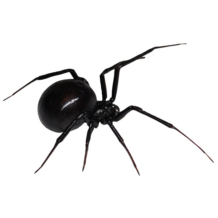 Black Widow Spider Decal Design 3 | WilsonGraphics