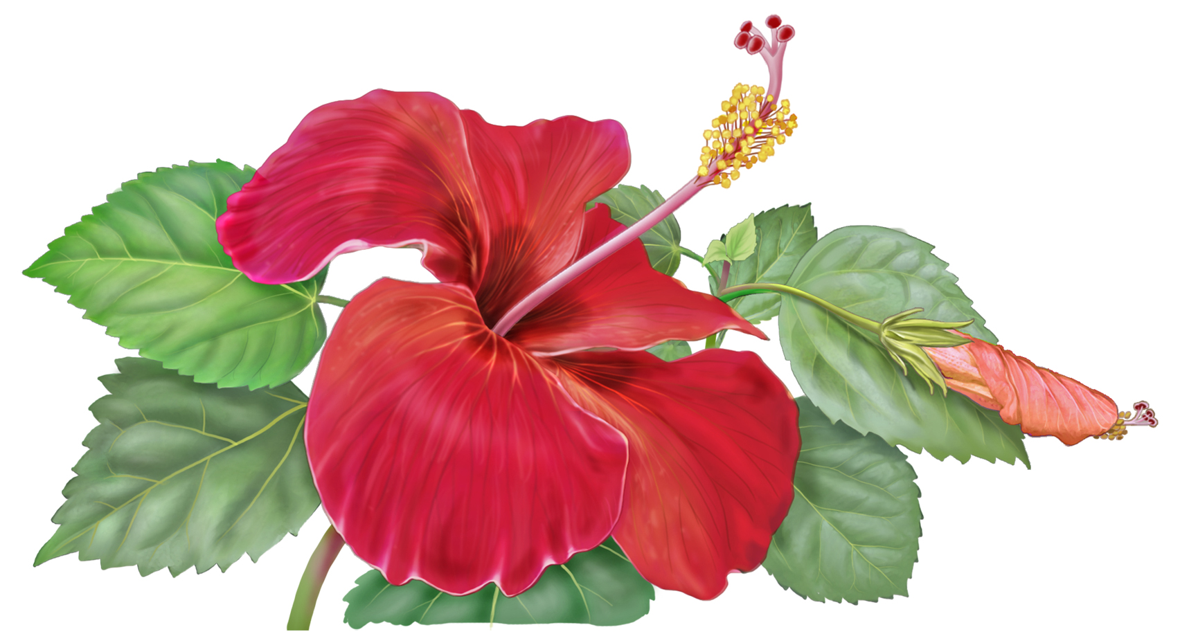 Hibiscus Flower Drawing