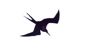Frigate Bird Tattoo - ClipArt Best
