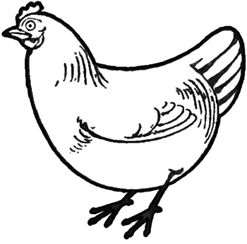 How to Draw Chickens & Hens with Easy Step by Step Drawing ...