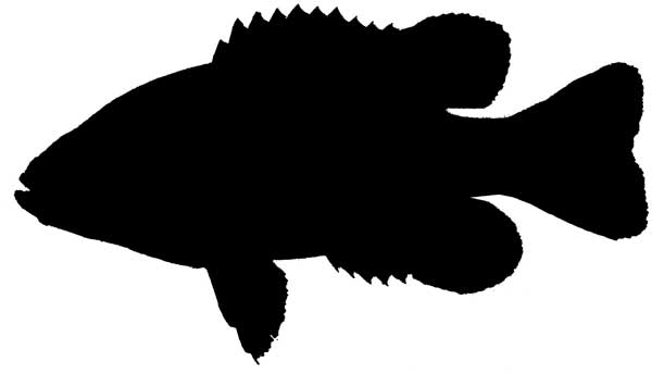 fish silhouette clip art free - photo #21