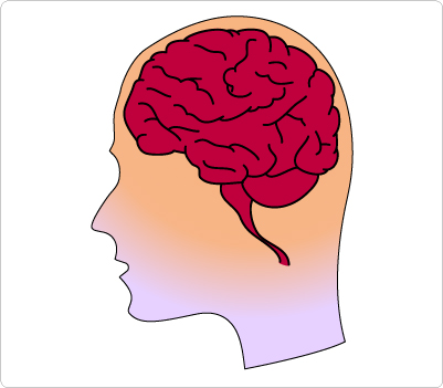 Human Brain Medical Clip Art