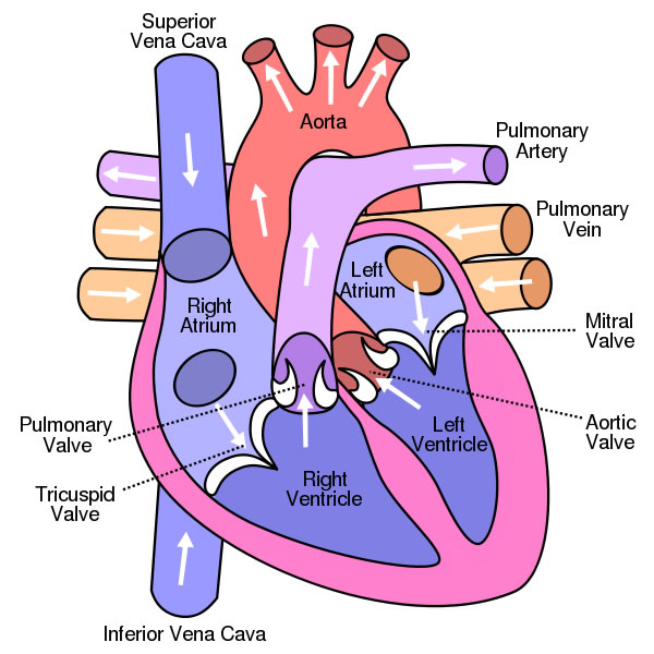 Fun Heart Facts for Kids - Interesting Facts about the Human Heart