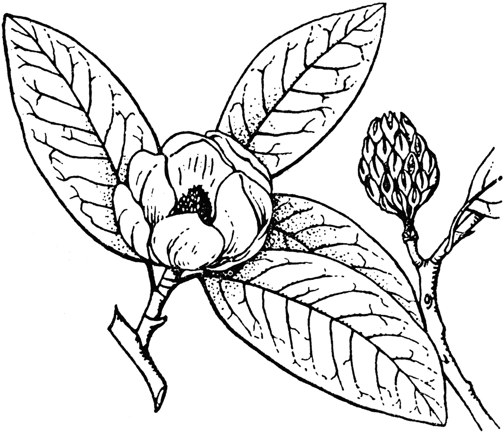 free clip art magnolia flower - photo #34