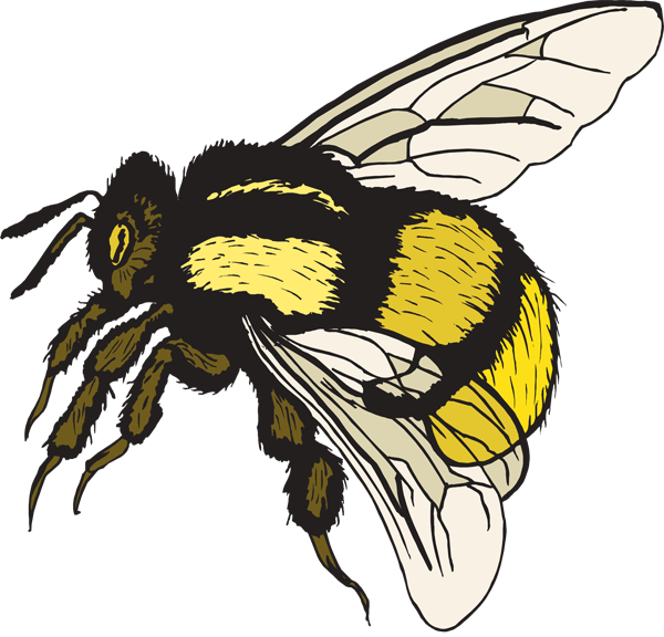 bee clip art realistic - photo #26