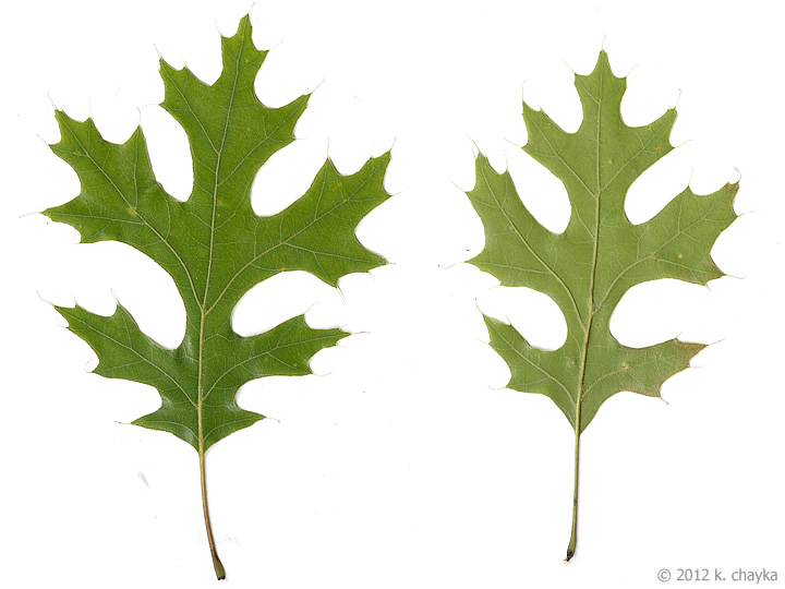 clip art oak leaf outline - photo #46