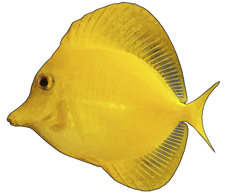 clipart tropical fish - photo #43