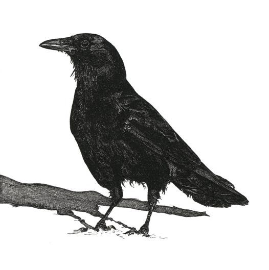 Popular items for drawing of crow on Etsy