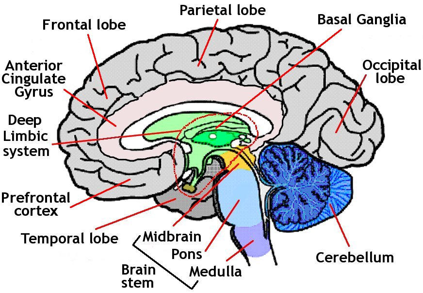 Simple Brain Diagram For Kids - AoF.com