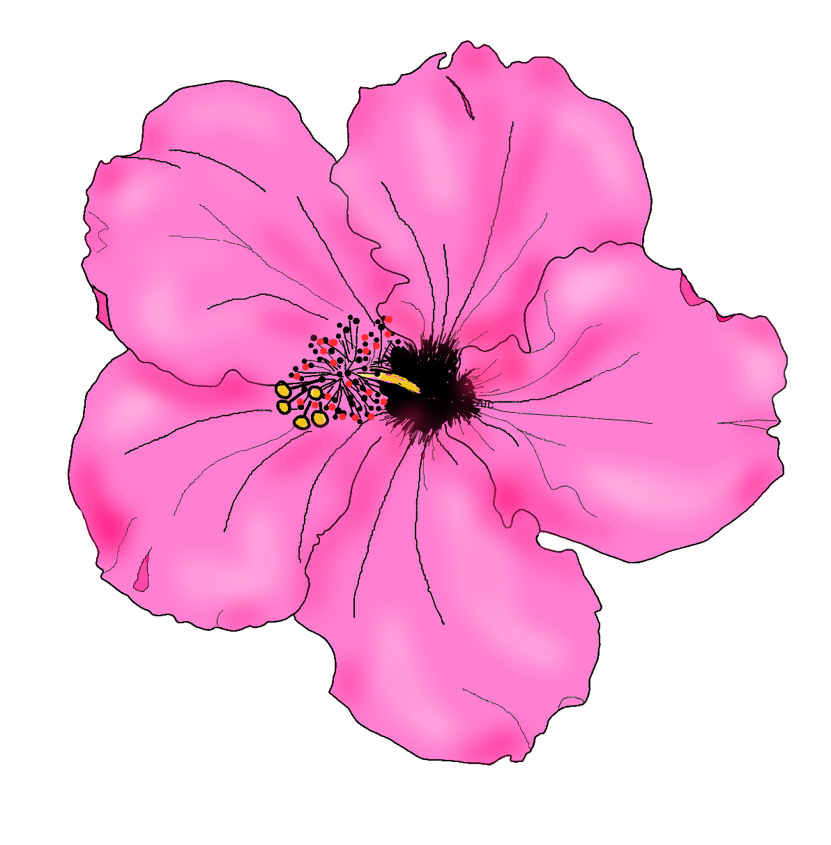 Hibiscus Drawing | Free Download Clip Art | Free Clip Art | on ...