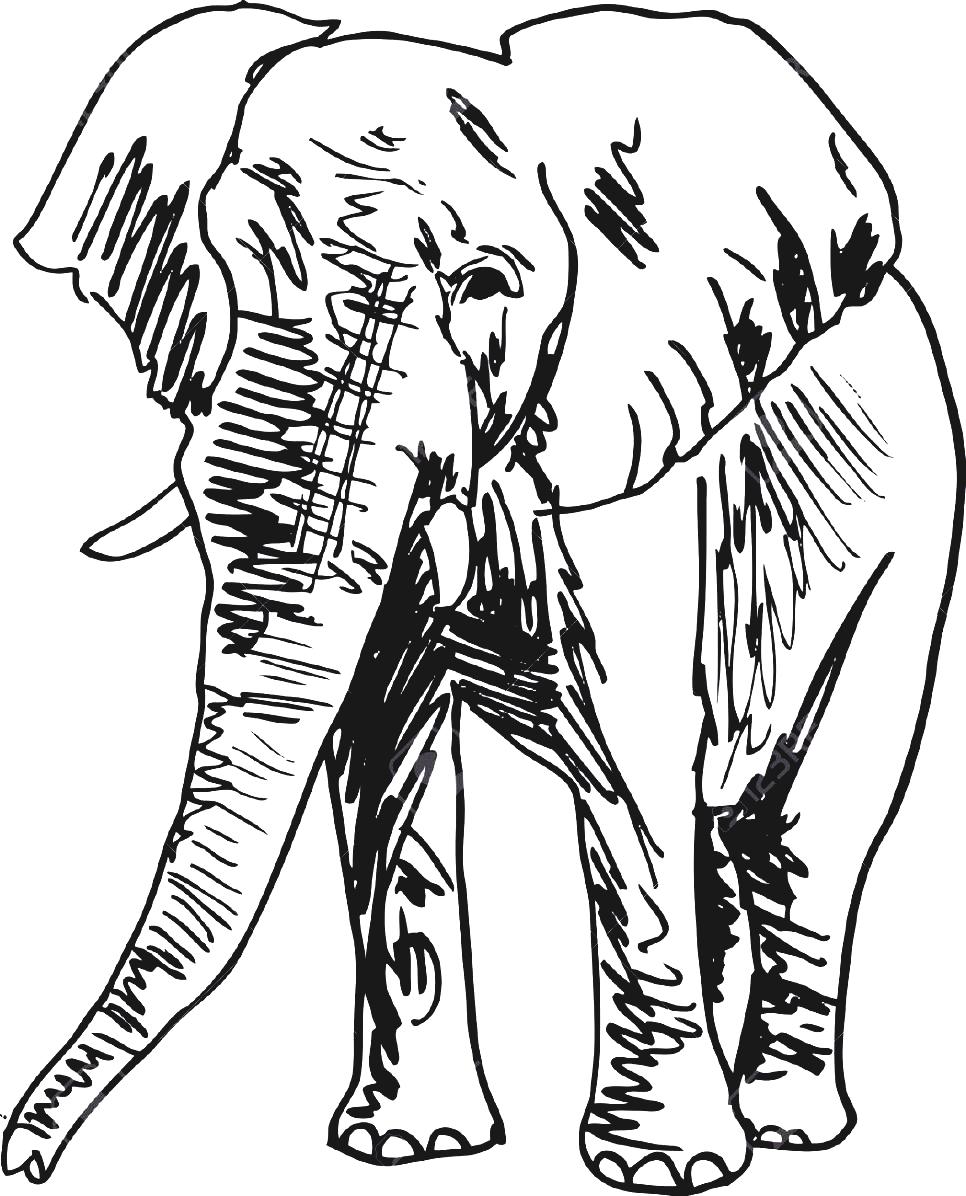 Black And White Elephant Drawing Sketch Of Vector Illustration